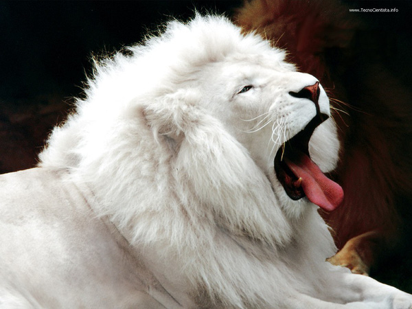 mơ thấy sư tử