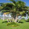 Cây dừa cảnh - cây phong thủy trước nhà được ưa chuộng