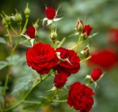 Hoa hồng số mấy? Mơ thấy hoa hồng báo điềm tốt hay xấu?