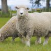 Mơ thấy con cừu may hay rủi đánh con gì rinh số tiền khủng?